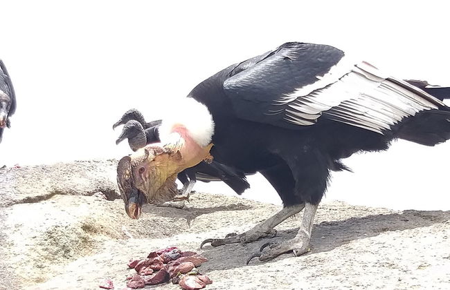 Avvistamento di condor a Puracé + Terme di San Juan - Foto 3