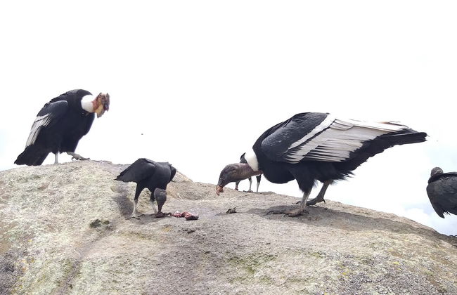 Avvistamento di condor a Puracé + Terme di San Juan - Foto 5
