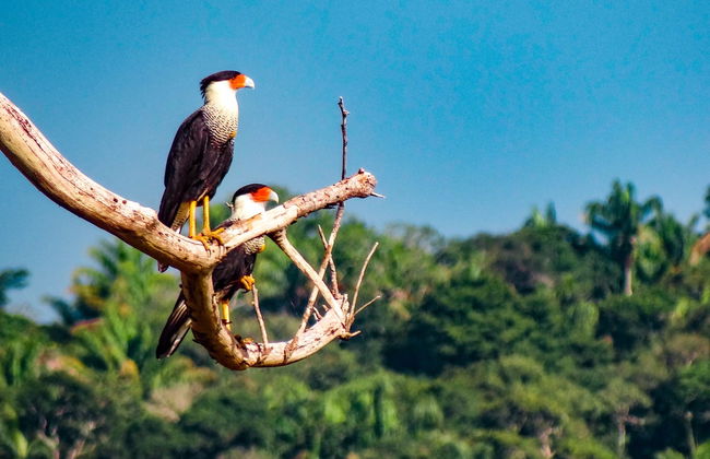 Avistamiento de aves en Villavicencio - Foto 3