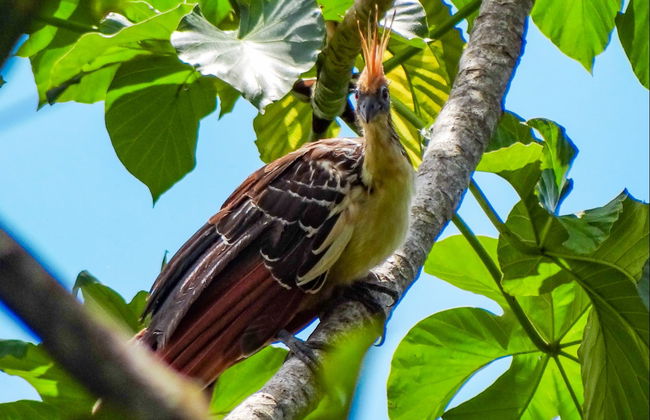 Avistamiento de aves en Villavicencio - Foto 5