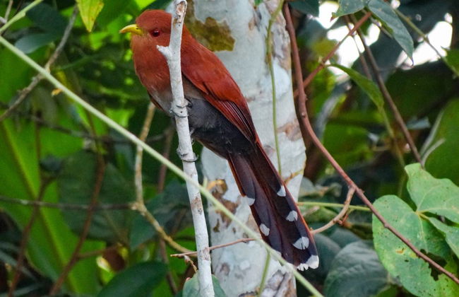 Avistamiento de aves en Villavicencio - Foto 7