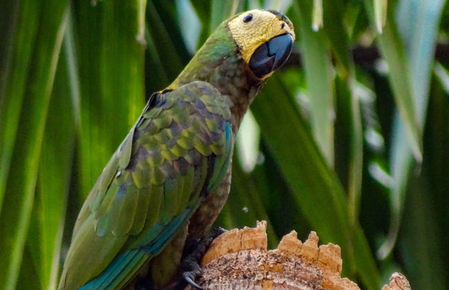Avistamiento de aves en Villavicencio - Foto 8