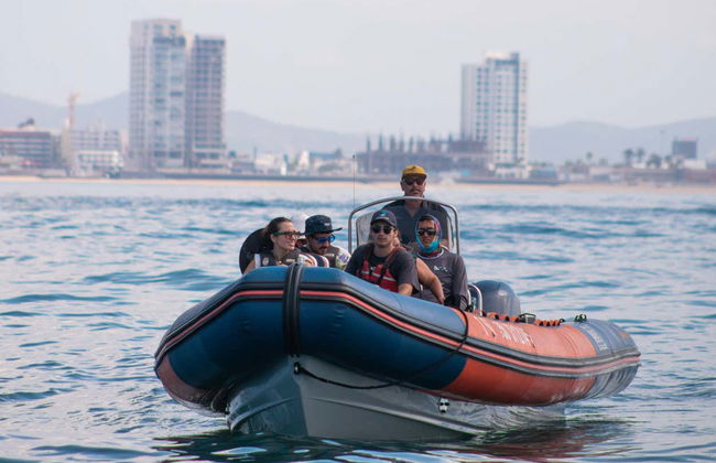 Avistamento de baleias em Mazatlán - Foto 2