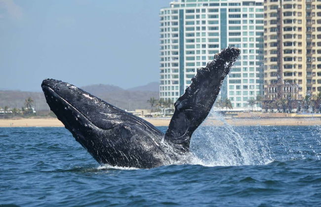 Avistamento de baleias em Mazatlán - Foto 1