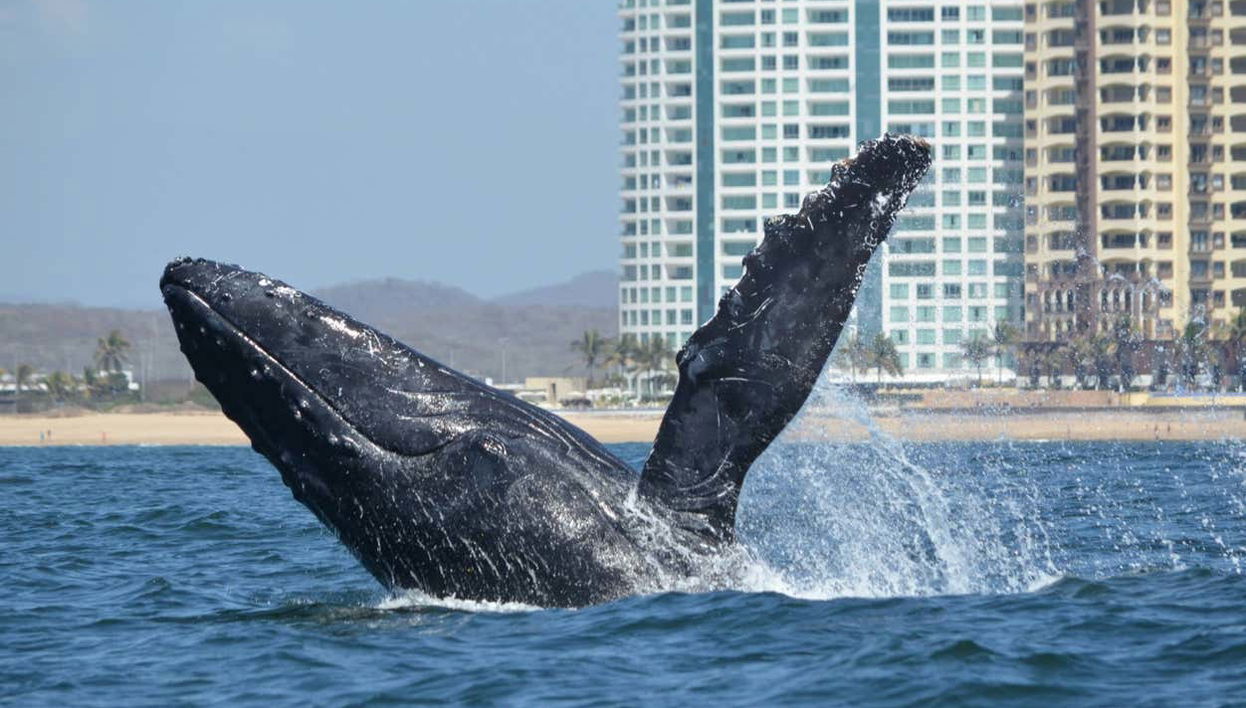 Avistamento de baleias em Mazatlán - Foto 1