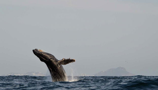 Avistamento de baleias em Mazatlán - Foto 4