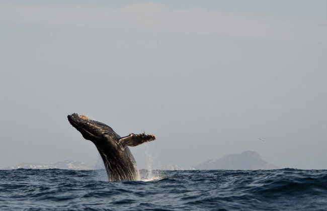 Avistamento de baleias em Mazatlán - Foto 4