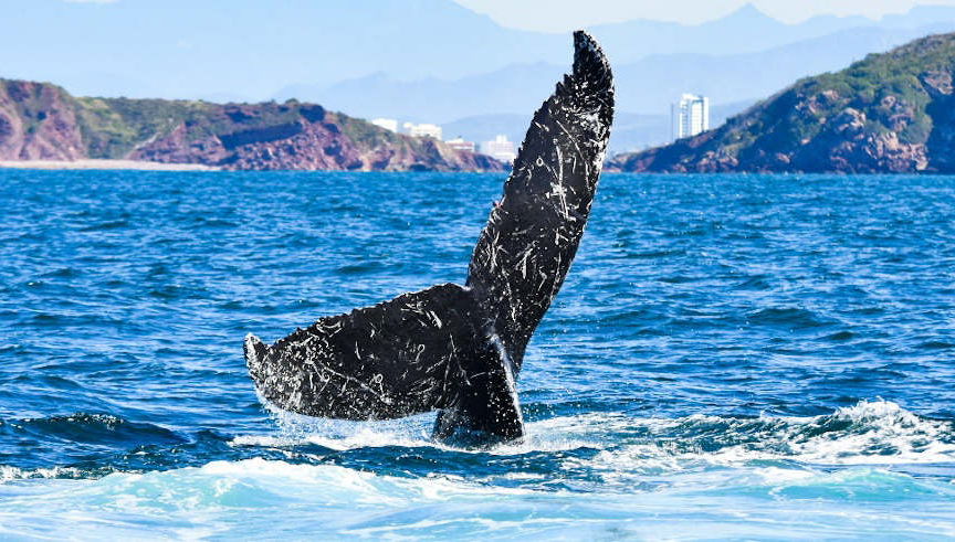 Mazatlán Whale Watching Tour + Whale Museum - Foto 1