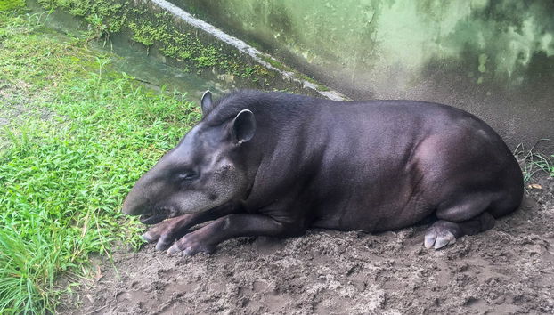 Half-Day Trip to Lake Yarinacocha - Foto 3