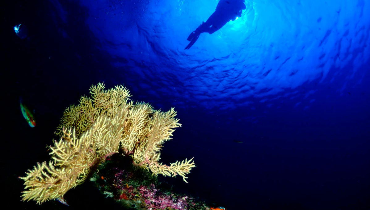 Bautismo de buceo en Almuñécar - Foto 1