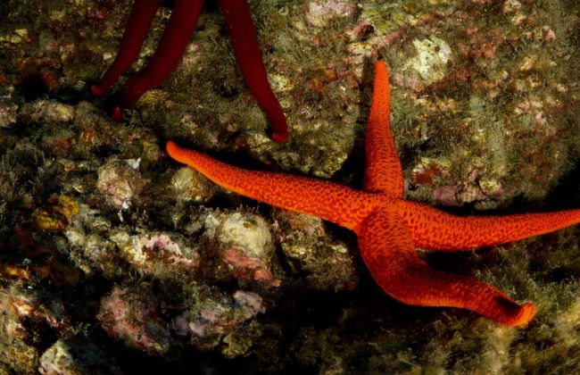 Bautismo de buceo en Almuñécar - Foto 3