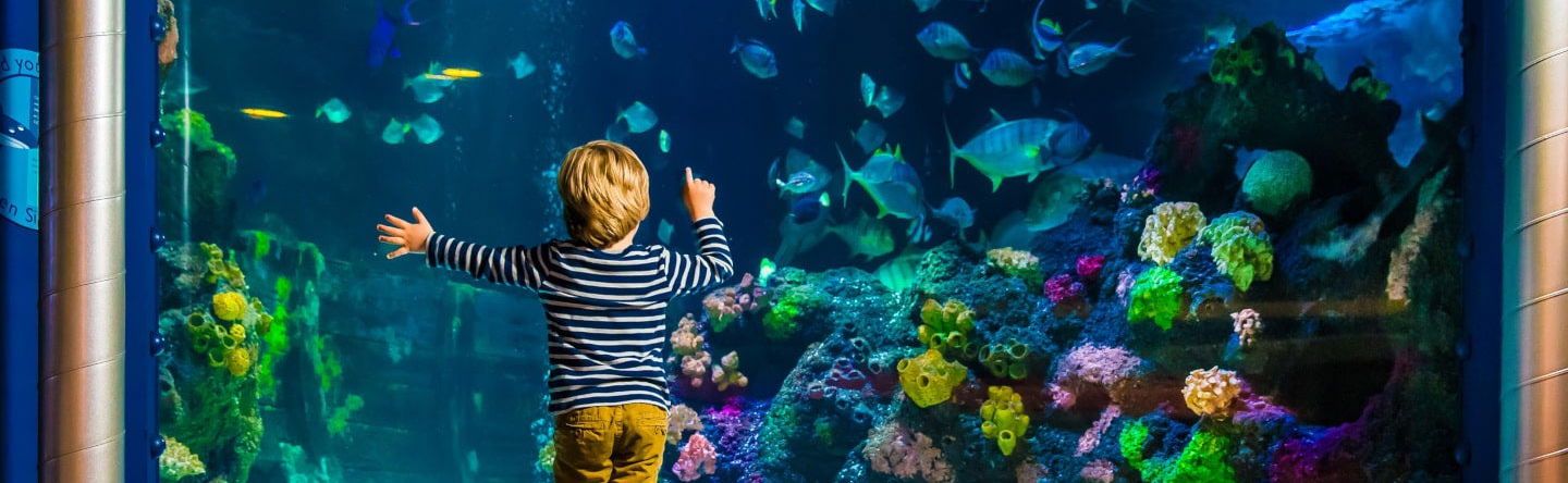 SEA LIFE® Ticket - Photo 1