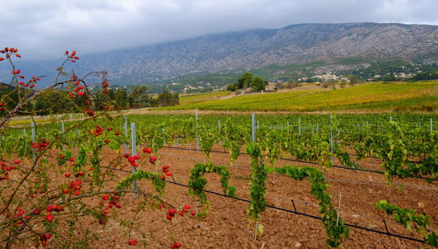 Tour del vino por Mont Sainte-Victoire - Foto 2
