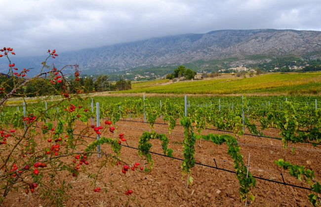 Tour del vino a Mont Sainte-Victoire - Foto 2