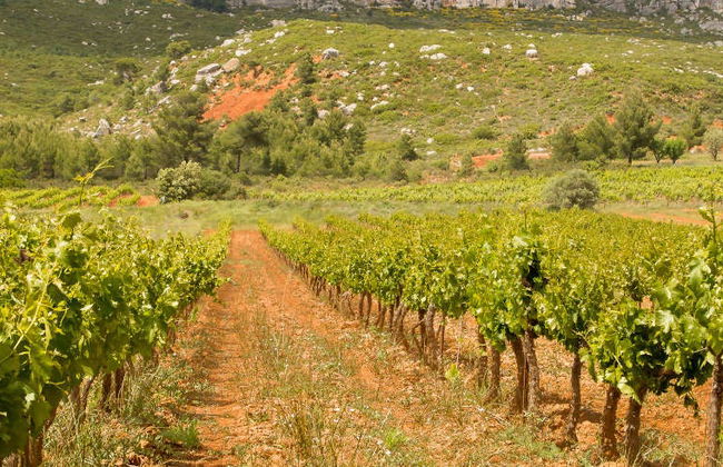 Visite autour du vin au Mont Sainte-Victoire - Photo 2
