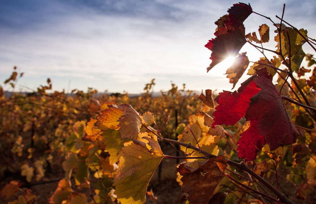 Tour del vino a Mont Sainte-Victoire - Foto 6