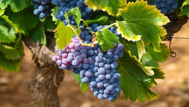 Tour del vino por Mont Sainte-Victoire - Foto 4