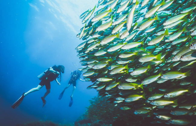 Buceo en Koh Rang - Foto 5