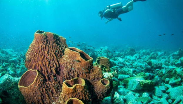 Buceo en Koh Rang - Foto 2