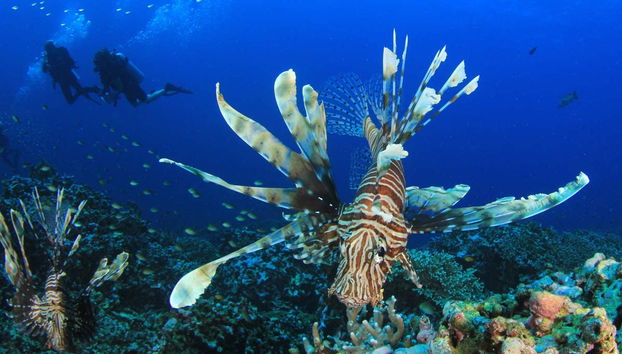 Buceo en Koh Rang - Foto 4