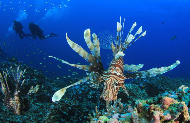 Buceo en Koh Rang - Foto 4