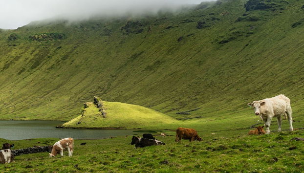 Excursion à l'île de Corvo - Photo 4