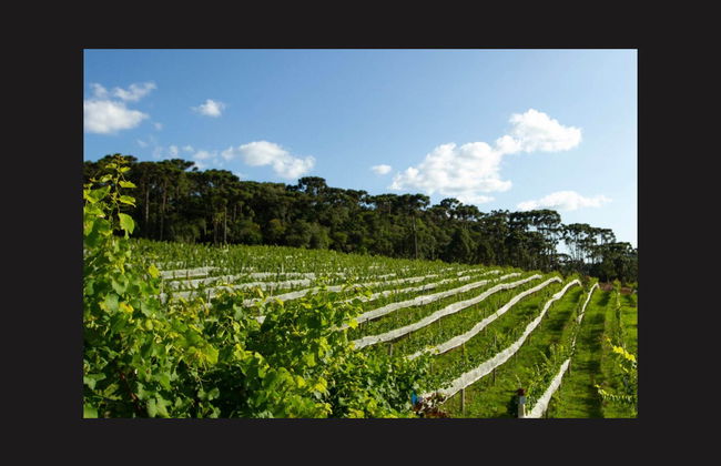 Araucária Winery Tour - Photo 4