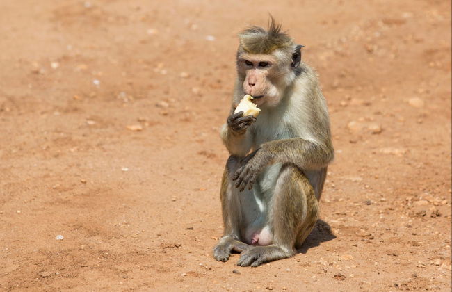 Udawalawe National Park Safari Private Tour - Foto 6