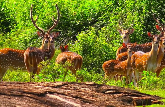Safari privado por el Parque Nacional de Udawalawe - Foto 2