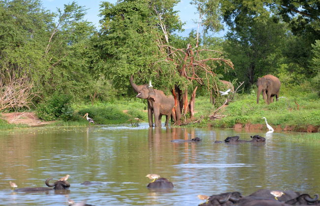Udawalawe National Park Safari Private Tour - Foto 4