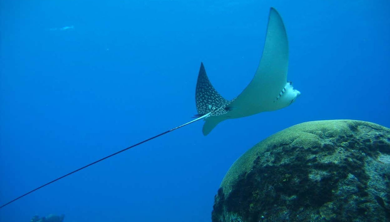 Seawalk in San Andres - Foto 1