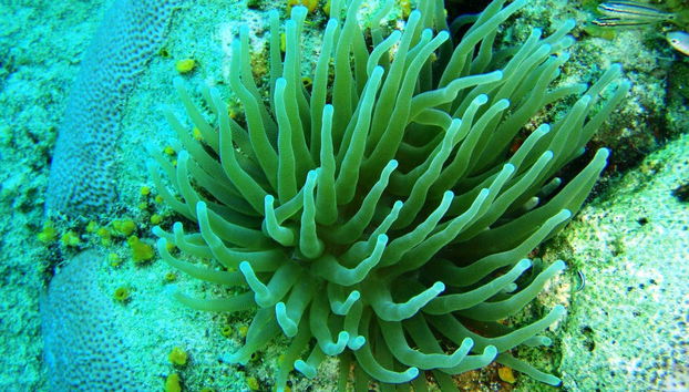 Seawalk in San Andres - Foto 5