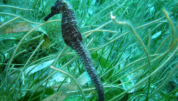 Seawalk in San Andres - Foto 3