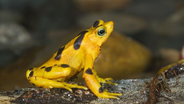 Day Trip to El Valle de Antón - Foto 2