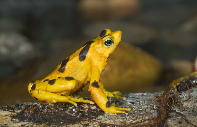 Day Trip to El Valle de Antón - Foto 2