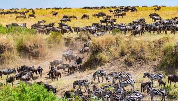 7-Day Safari to National Parks in Kenya - Photo 4