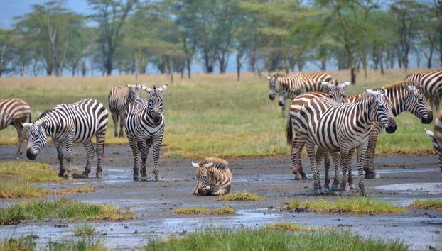 7-Day Safari to National Parks in Kenya - Photo 3