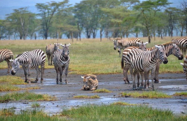 7-Day Safari to National Parks in Kenya - Photo 3