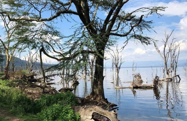 Safari de 6 días por Masái Mara, Amboseli y lago Naivasha - Foto 3