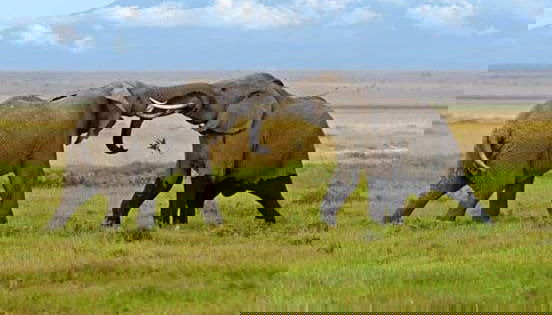 Safari de 6 días por Masái Mara, Amboseli y lago Naivasha - Foto 2