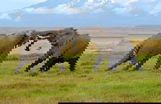 Safari de 6 días por Masái Mara, Amboseli y lago Naivasha - Foto 2