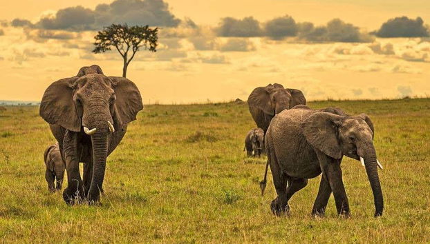 Safari de 6 días por Masái Mara, Amboseli y lago Naivasha - Foto 4