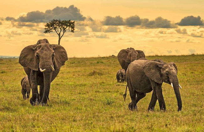 Safari de 6 días por Masái Mara, Amboseli y lago Naivasha - Foto 4