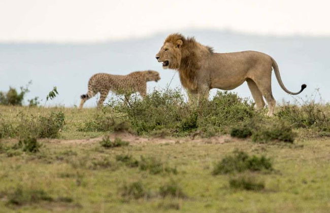 Safari de 6 días por Masái Mara, Amboseli y lago Naivasha - Foto 1