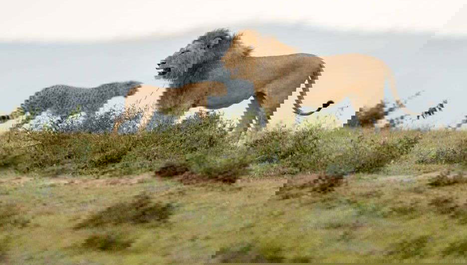 Safari de 6 días por Masái Mara, Amboseli y lago Naivasha - Foto 1