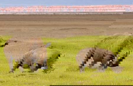 Safari de 6 días por Masái Mara, Amboseli y lago Naivasha - Foto 6