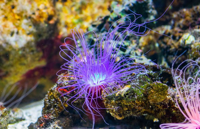 Bautismo de buceo en Maafushi - Foto 4