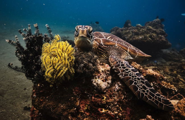 Bautismo de buceo en Maafushi - Foto 2