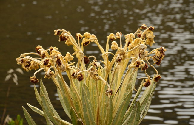 Randonnée au Sanctuaire de la Faune et de la Flore Iguaque - Photo 6
