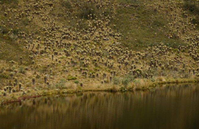 Randonnée au Sanctuaire de la Faune et de la Flore Iguaque - Photo 4